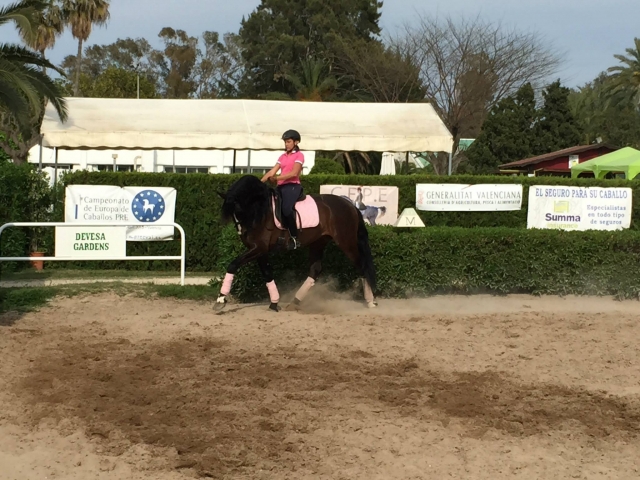  Horse riding classes for different levels in Valencia 