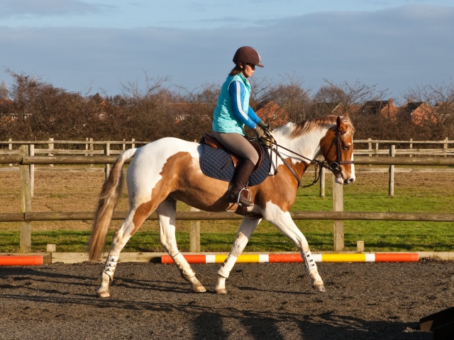  Riding center in Valencia 