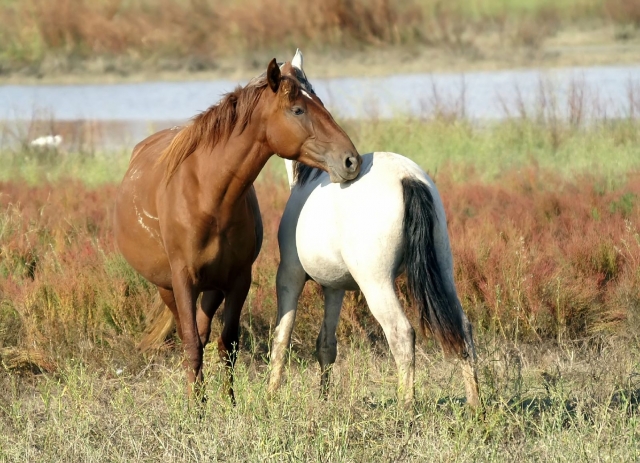 Chevaux en semi-liberté 
