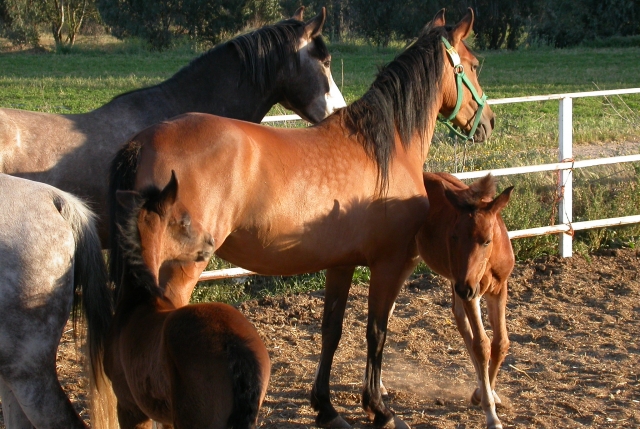 Chevaux dans l'Espace Naturel de la Rubina 
