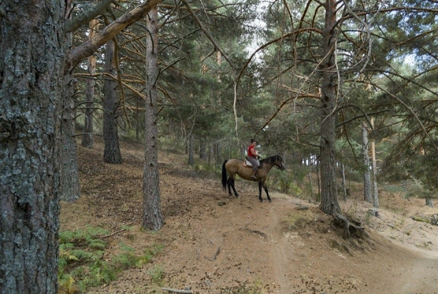  Enjoying an equestrian ride in the Madrid mountains 