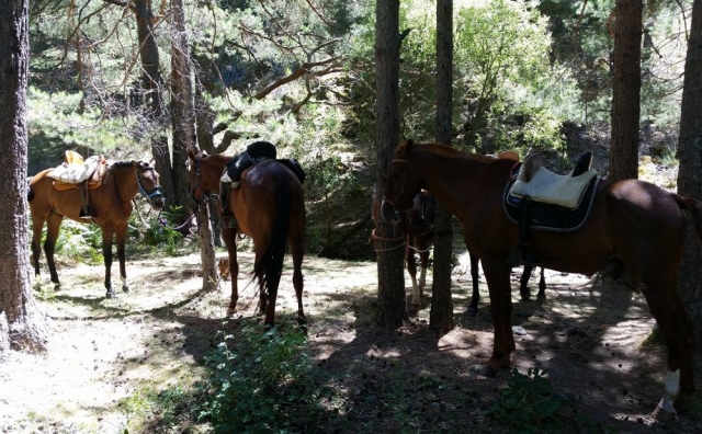 Oasis of peace in Navacerrada 