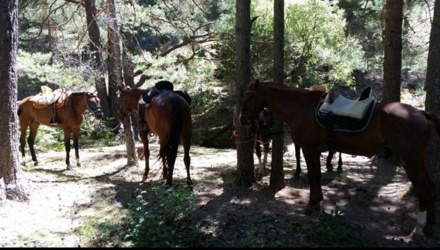  Our horses resting among the trees 