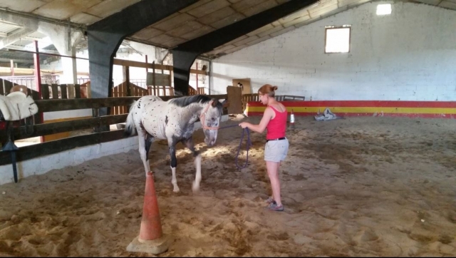  Practicing exercises with the horse 