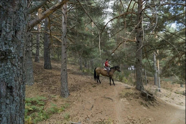  Between the trees on the horse 