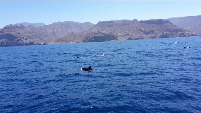 Manada de delfines por la costa canaria
