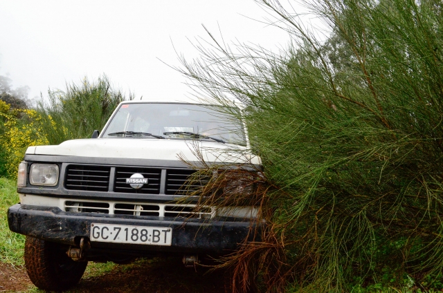  Vehicle among the bushes
