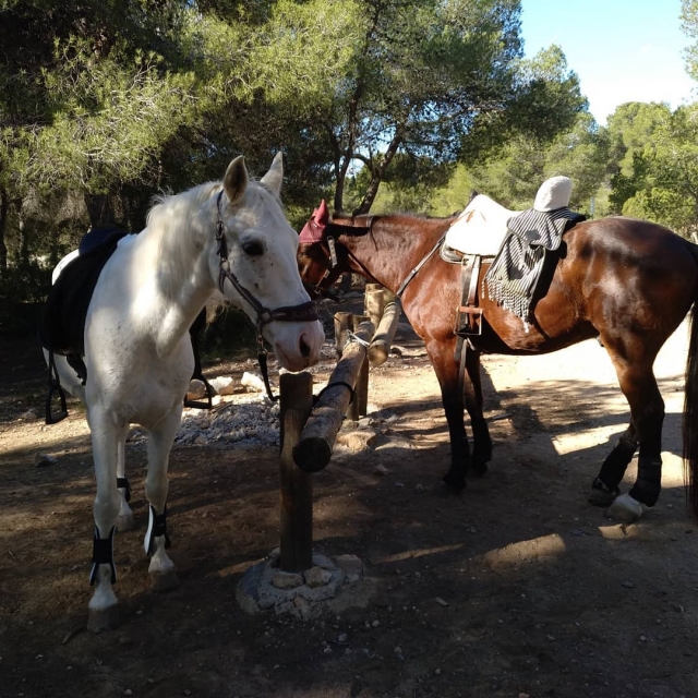 Caballos descansando a la sombra