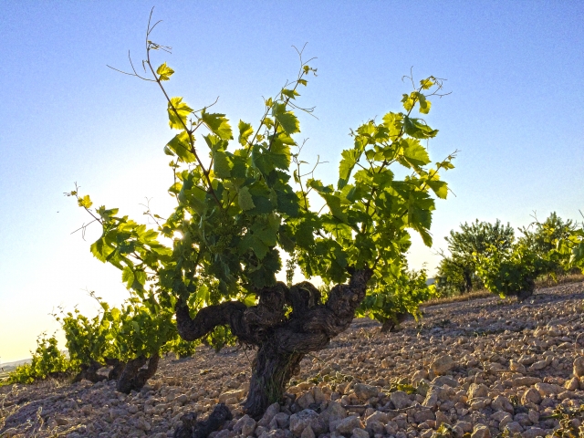 Viñedos al sol