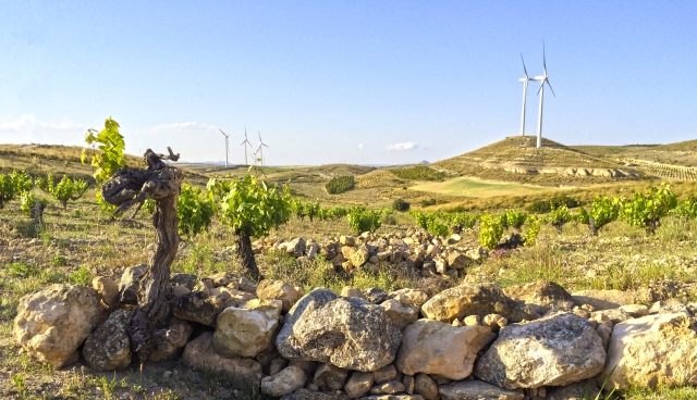 Paseo en Monastrell