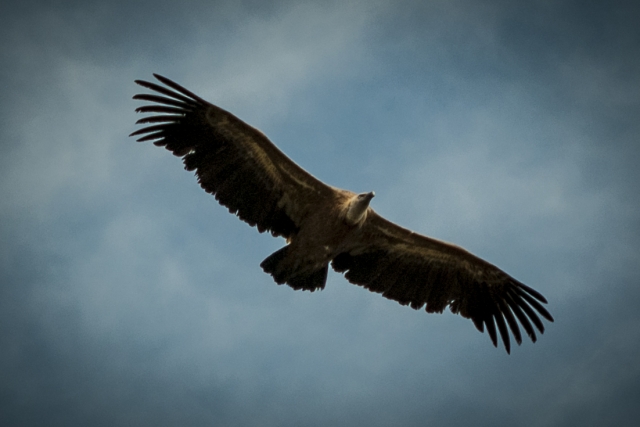 Buitre leonado sobrevolando la sierra de Grazalema