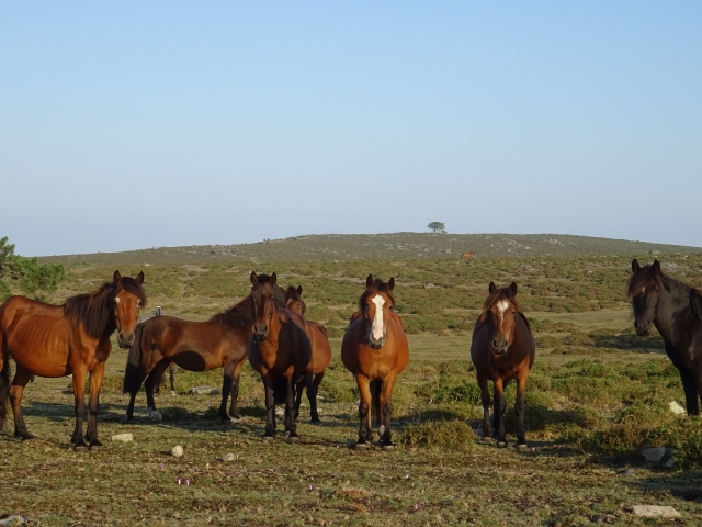 Caballos PRG pastando en el campo