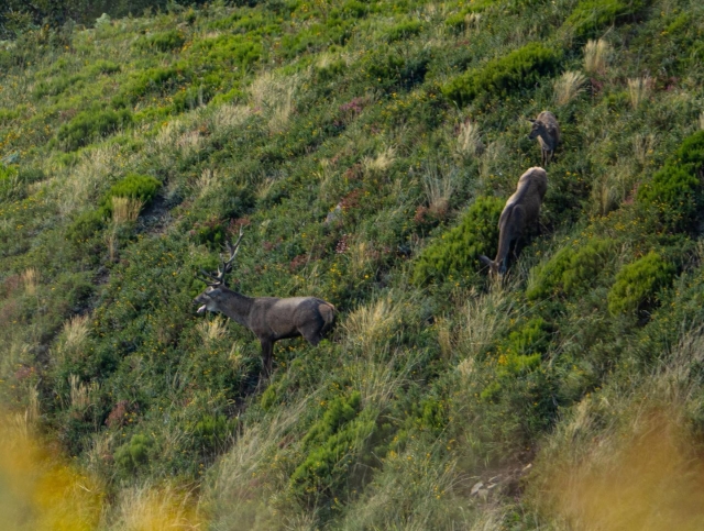  Photographing the deer's rut 