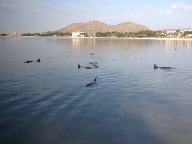  Delfinherde auf Mallorca 