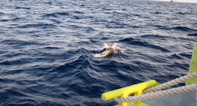  Delfin neben unserem Boot 