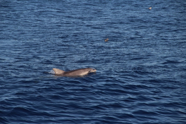  Delfin im Balearisches Mittelmeer 