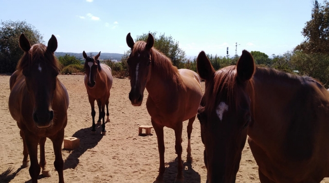  Quelques-uns de nos beaux chevaux 