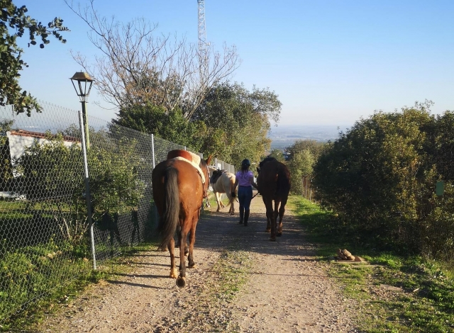  Chevaux pour une promenade autour du centre équestre 