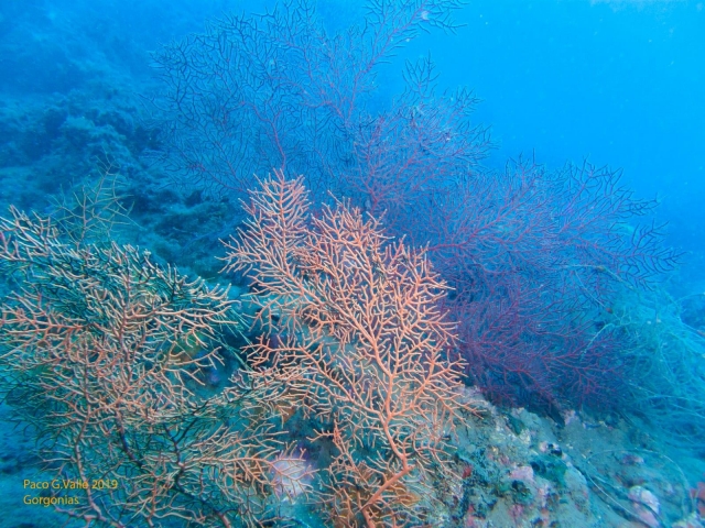  Visiting the corals of Cabo de Gata