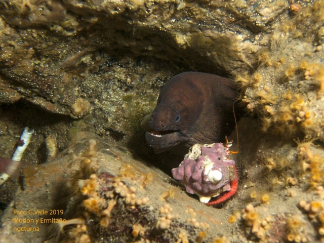  Moray eel coming out of its hiding place 