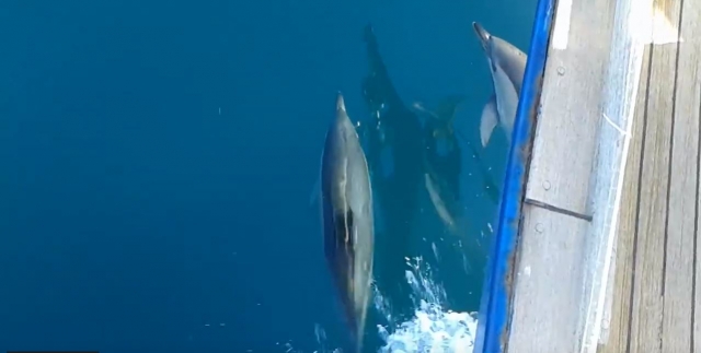 Dolphins next to the boat 