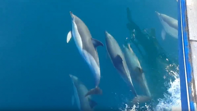  Next to the herd of dolphins 