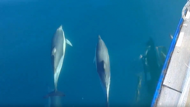  Herd of dolphins swimming next to the boat 
