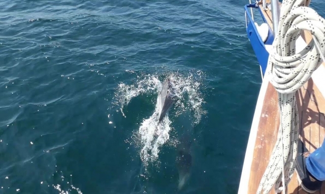  Sailing alongside dolphins 