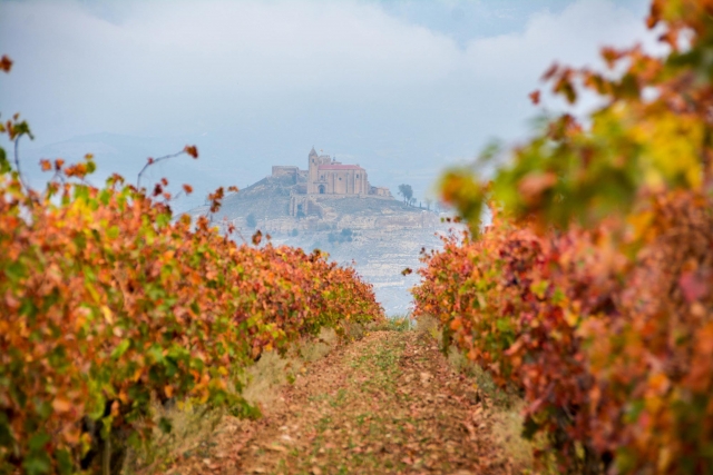 Un recorrido por nuestras tierras repletas de viñedos