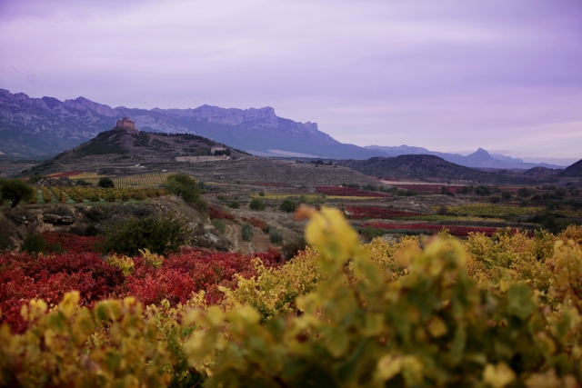 Las faldas del castillo repletas de viñedos