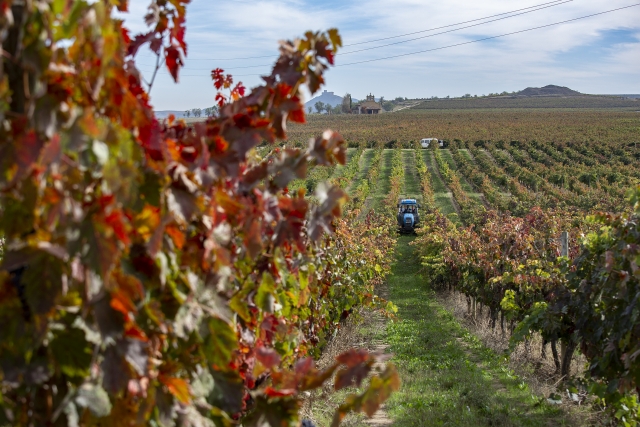 Entre los viñedos de la finca