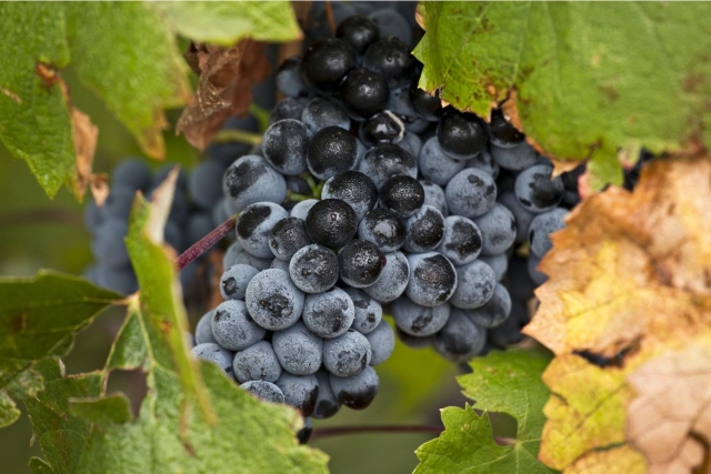 Racimo de uvas en la parra