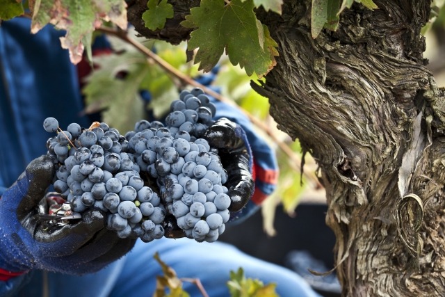 Manos repletas de racimos de uvas