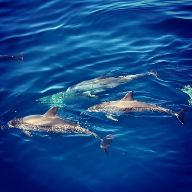  Dauphins nageant à côté de notre yacht 