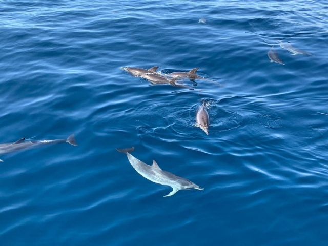  Groupe de dauphins sur notre côte 
