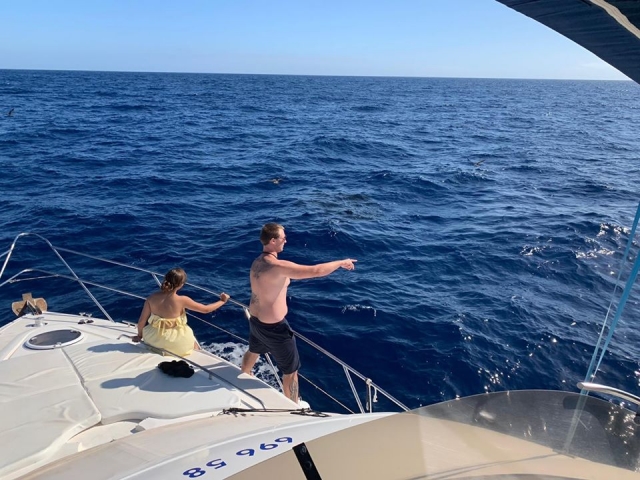  Observer les dauphins nager sur le bateau 