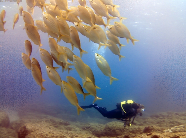  cardumes de peixes 