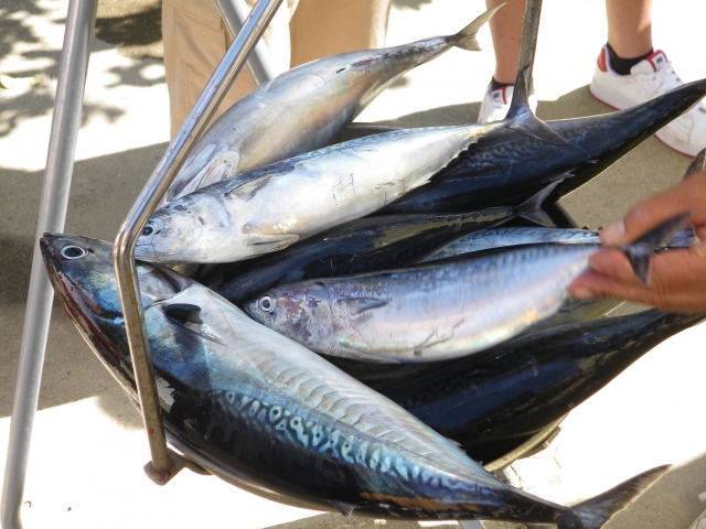 Salidas de pesca en Tenerife