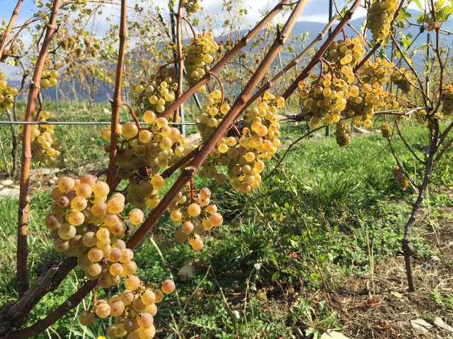 Nuestras uvas blancas