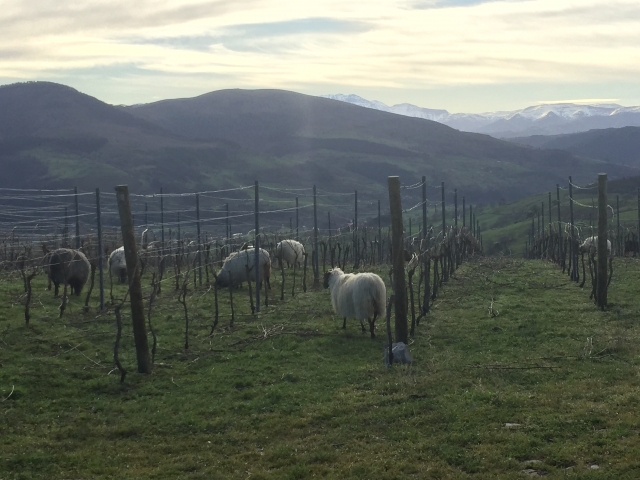 Vistas de nuestros viñedos 