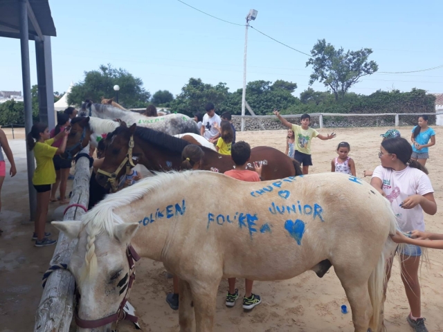  让马匹变得美丽 