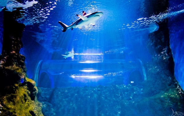  我们的水族馆鲨鱼之一 
