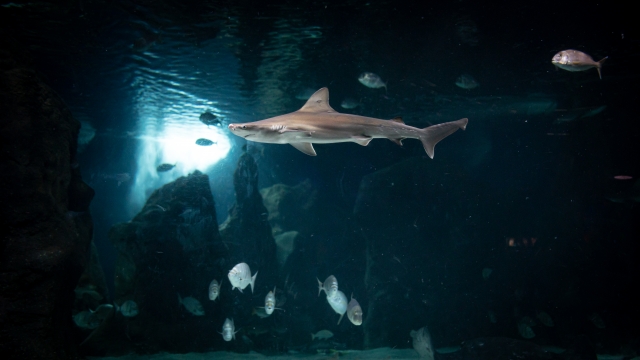 兰萨罗特岛水族馆 