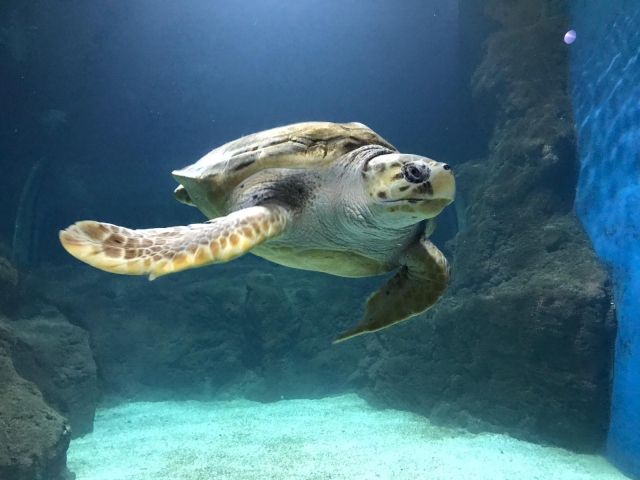  水族馆里的海龟 