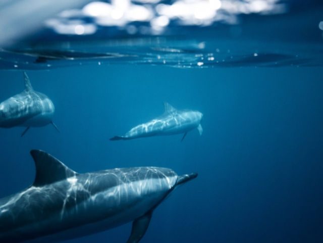  Itinerario in barca per avvistare i cetacei