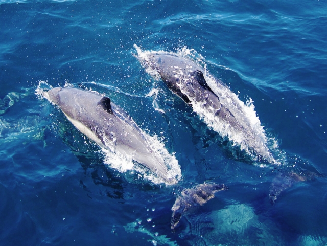  Accompagnati dai delfini a Tenerife 