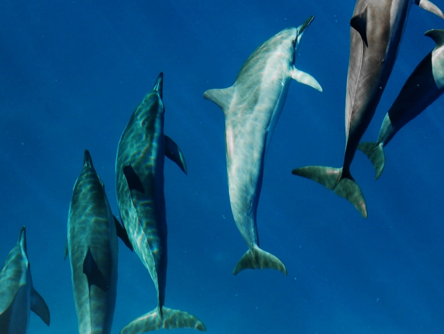  Osservando i delfini alle Isole Canarie 