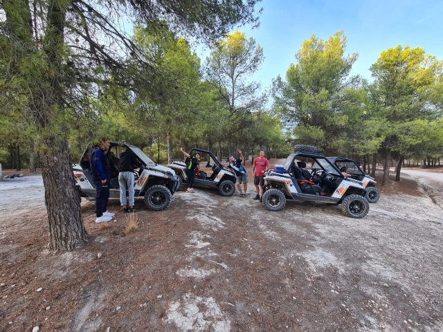 Buggies under the trees 