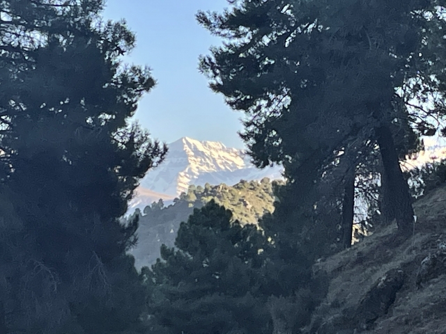 Sierra Nevada unter den Bäumen 