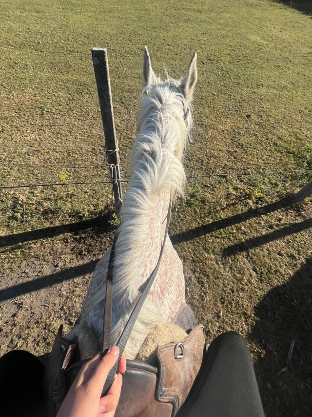 Review of Alejandro about Horseback riding route along the Verdugo River, 3 hours